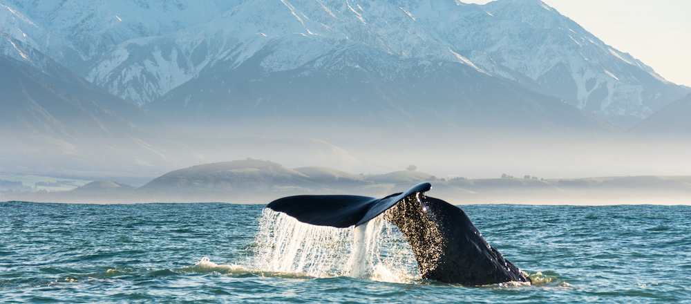 Kaikoura