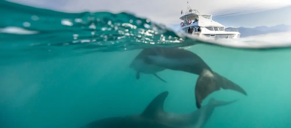 Wildlife